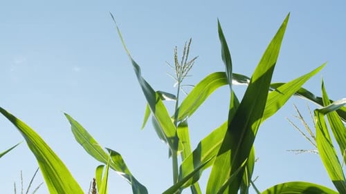 Grüne Maisstängel auf blauem Himmel Hintergrund