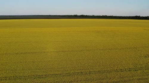 Low quadcopter flight over a field of yellow flowering rapeseed. Trees with green leaves.