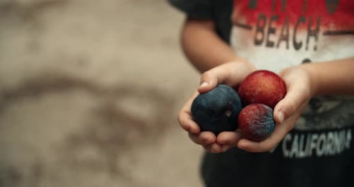 Nahaufnahme Kinderhände mit frisch gepflückten Pflaumenfrüchten im rustikalen Leben im Landhausstil