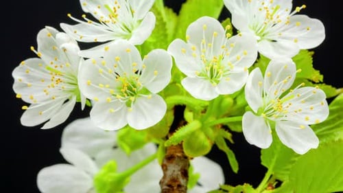 Kirschbaum-Blume blüht