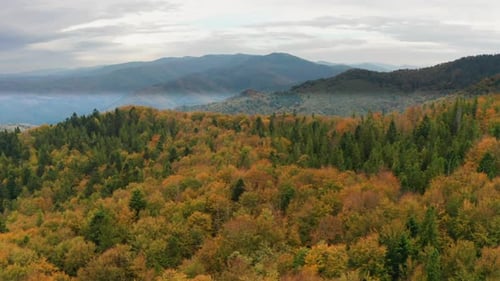 Golden Autumn Drone View of Forest Landscape with Yellow Trees From Above