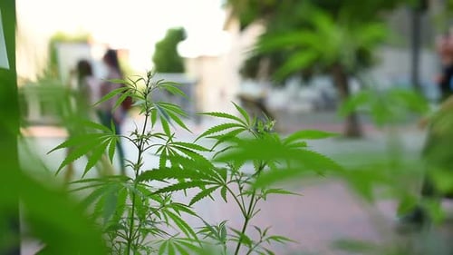 Marijuana Cannabis Leaf on a Blurred Background of a City with Walking People