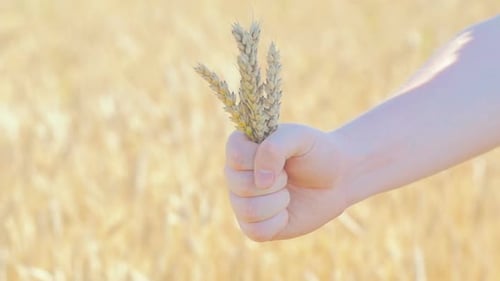 Rye Spikelets In Man's Fist