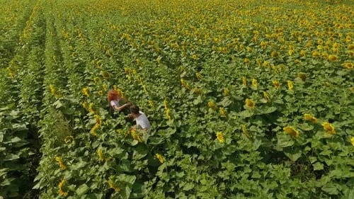 Top View of Man and Woman Walking on Yellow Sunflower Field