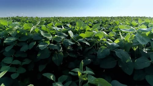Soy Field