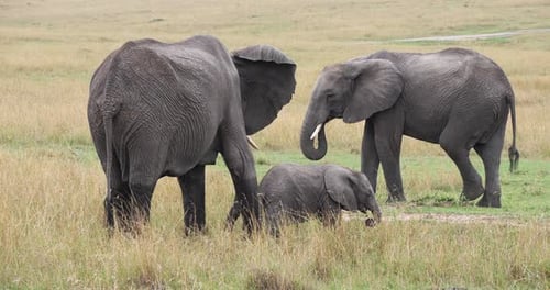 Afrikanischer Elefant, loxodonta africana, Gruppe isst Gras, Masai Mara Park in Kenia, Echtzeit 4K
