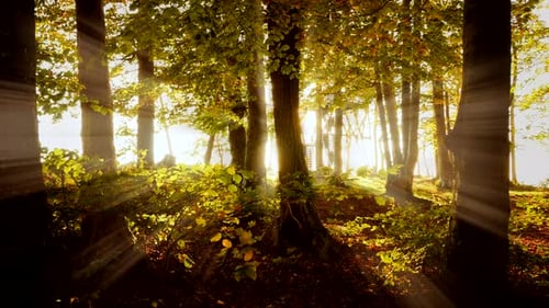 Sunlight Streaming Through Trees in Forest