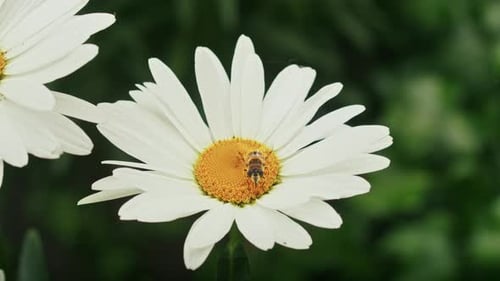 a Bee Collects Nectar on a Camomile