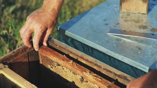 Frames of a bee hive. Hand of beekeeper is working with bees and beehives on the apiary.