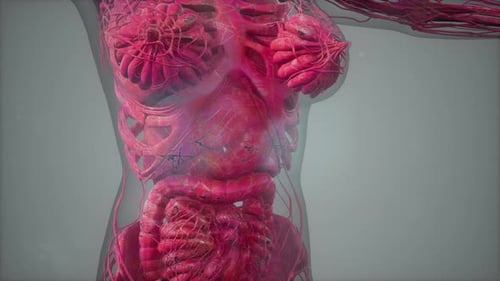 Anatomy Tomography Scan of Human Body