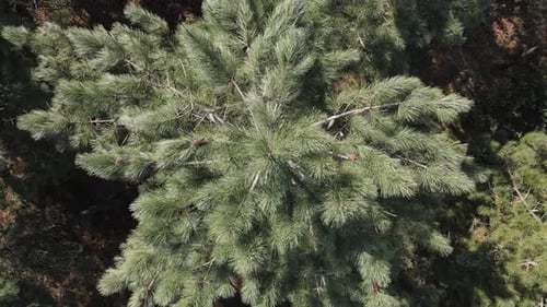 Arbres aériens