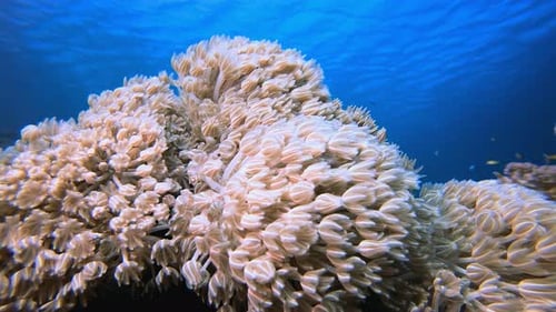 Underwater Coral Reef Thriving in Clear Blue Water