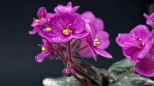 Close Up of Purple Flowers with Yellow Stamen