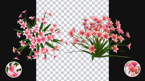 Animated Pink Flowers Plant Blooming with Alpha Channel