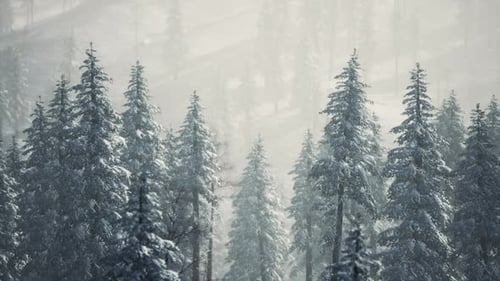 Slow Panoramic Pan Through Snow-Covered Winter Pine Forest