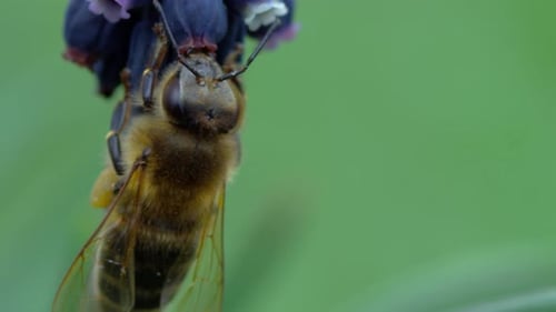 Bee Pollinating Purple Flowers in Natural Setting