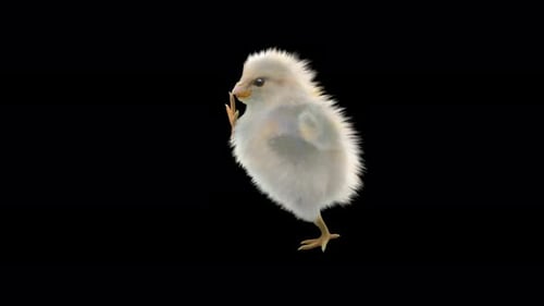 Cute Fluffy Chick Walking Animation