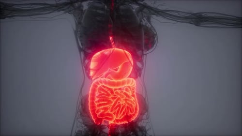 3D Glowing Human Digestive System Medical Scan Animation