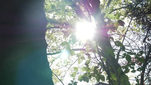 Sunlight Through Leaves in Tranquil Forest