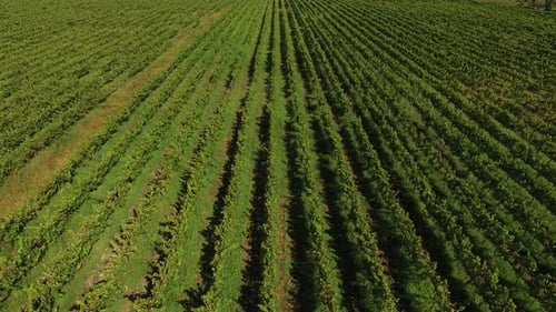 Aerial View of Vineyard Fields in Portugal Growing Rows of Grapes