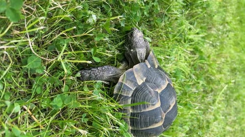 Vertical Shot of a Greek Tortoise Slowly Feeding on Green Grass