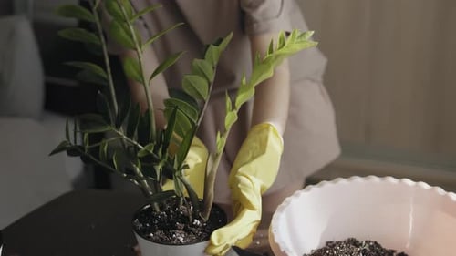 Woman Repots a ZZ Houseplant in a Pot