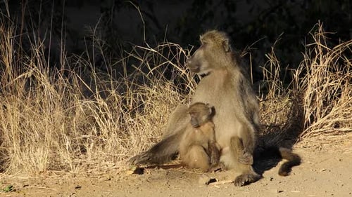 Chacma-Pavian mit Baby - Krüger-Nationalpark