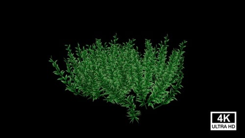 Growing Green Bush Plant with Alpha Channel