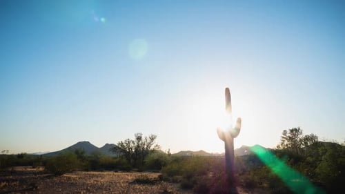 Desert Cactus Sunset Zoom in Timelapse