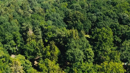 Summer Forrest