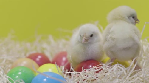 Two Adorable Yellow Chicks Sitting on Easter Eggs