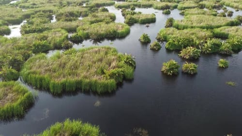 Aerial View of Tropical Wetland Ecosystem