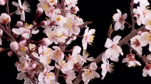 Close Up of Pink and White Flowers Blooming