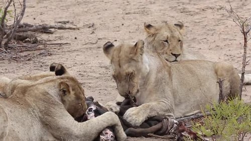 Lions Eating Carcass in African Wilderness