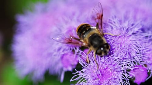 Striped Fly Collecting Pollen on Purple Flower
