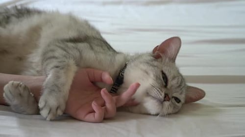Cute Striped Cat Cuddles with a Human Hand