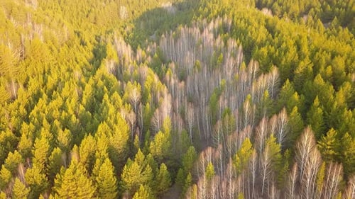 Natur & Wald