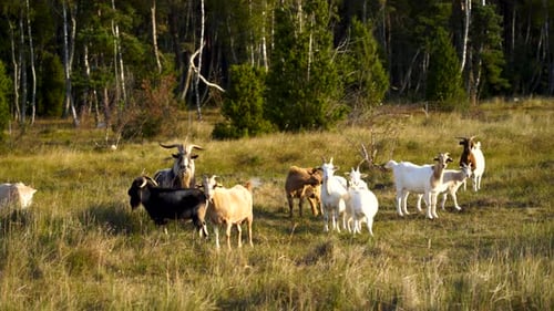 Goats Grazing in a Rural Meadow
