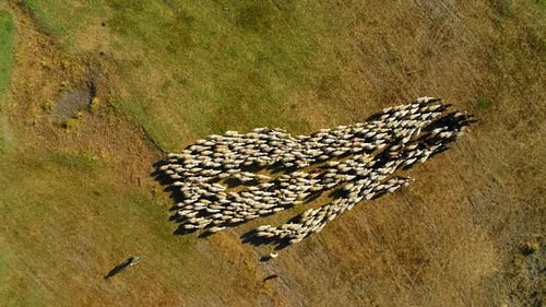 Flock of Sheep Grazing in Green and Brown Fields