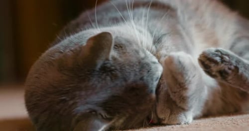 Gray Tabby Cat Playing with Toy