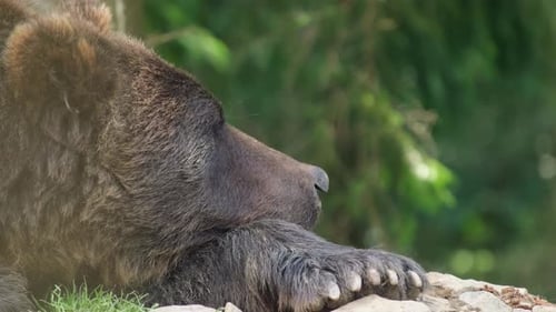 Majestic Brown Bear Resting Peacefully in the Forest
