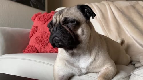 Adorable Pug Resting Comfortably on Couch Indoors