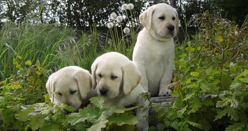 Yellow Labrador Retriever, Puppies in the Vegetation, Normandy in France, Slow Motion 4K