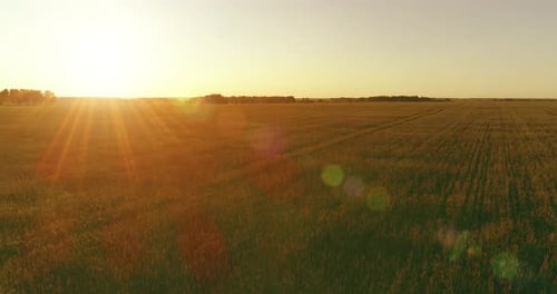 Low Altitude Flight Above Rural Summer Field with Endless Yellow Landscape at Summer Sunny Evening
