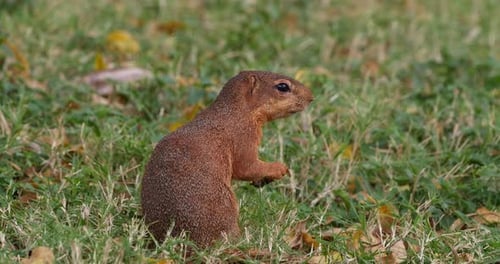 Unstriped Ground Squirrel, xerus rutilus, Adult Eating, Tsavo Parc in Kenya, Real Time 4K