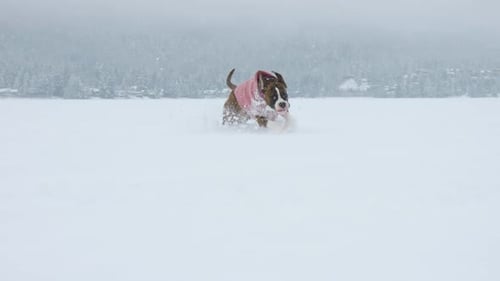 Boxer Dog Running Through Snow In Winter Landscape