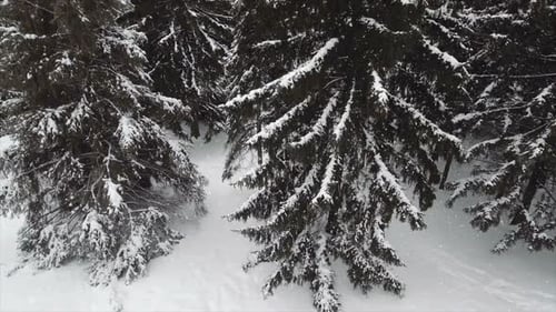 Frozen Winter Forest