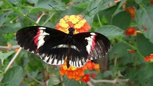 Butterfly eats nectar from flowers.