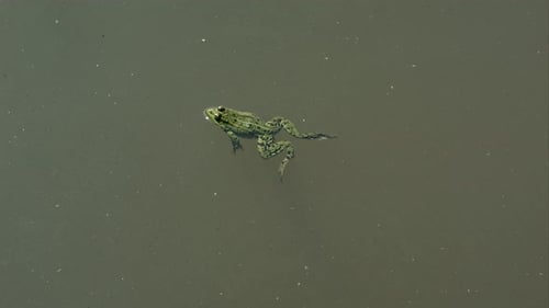 Frog Swimming in a Pond
