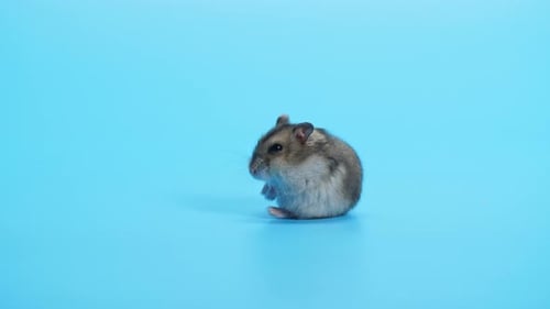 Adorable Gray Hamster Grooming Itself on Blue Background